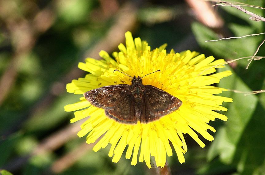 identificazione farfalle parco del ticino